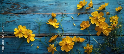 Cosmea flowers arranged on a blue board with yellow flowers on a rustic wooden table. Background with space for text, shot from above. Suitable for Mother's Day, Valentine's Day, Women's Day,