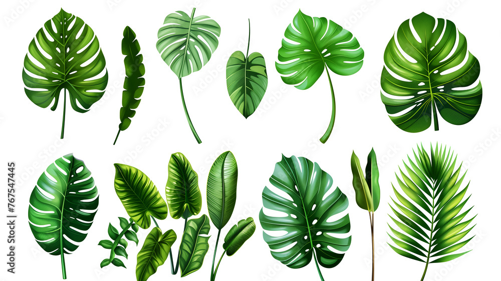 Fototapeta premium set of green leaves, tropical leaves on white