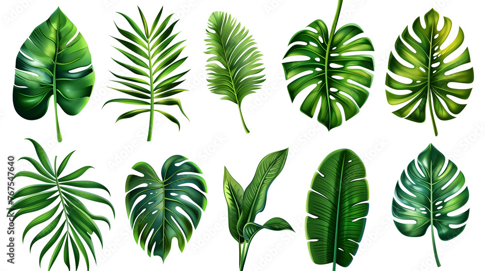 set of green leaves, tropical leaves on white set of green leaves, tropical leaves on white