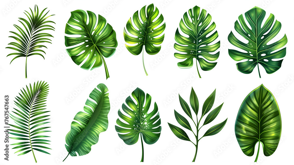 set of green leaves, tropical leaves on white