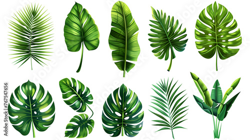 set of green leaves  tropical leaves on white