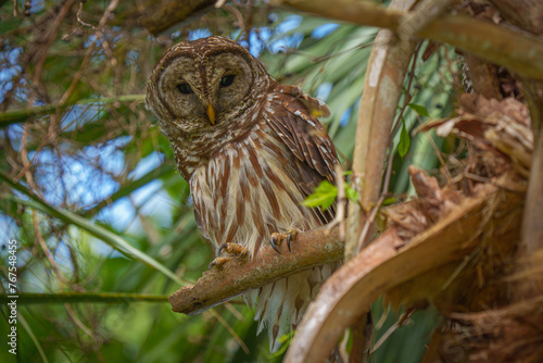 Barred Owl perched in a palm tree