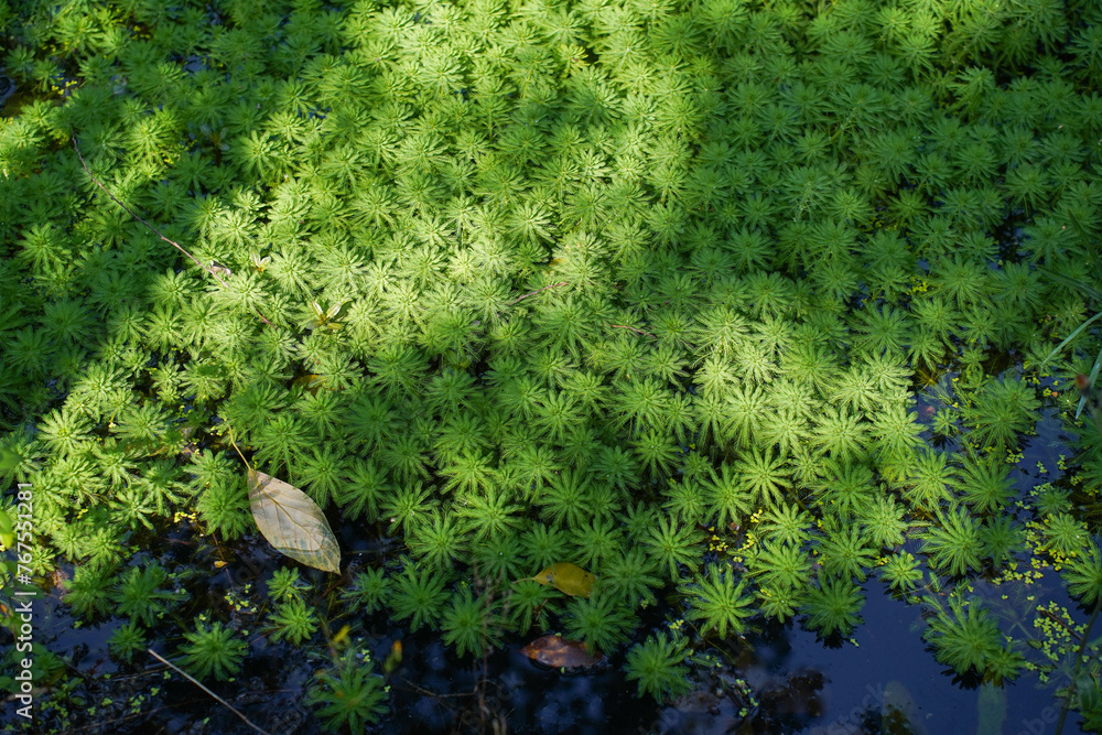 Myriophyllum spicatum/aquaticum in a pond