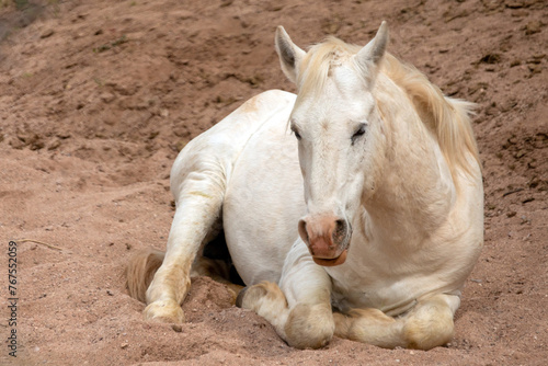 фотографія White wild horse mare laying down in dry sand wash in the Salt River wild horse