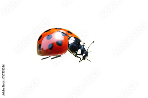 ladybug sitting young plant background beautiful beauty biology botany bright closeup copy space ecology environment field flora foliage forest fresh garden grass green growth harmony idylli insect © akk png