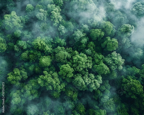 Sustainable forestry  dense green canopy  misty morning  eyelevel angle clean sharp focus