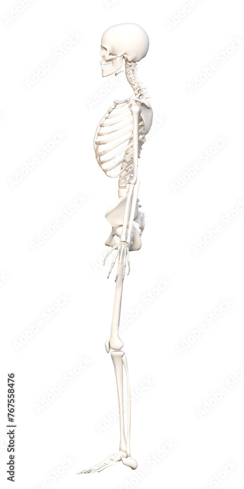 人体の骨格 全身横向きの骨の模型の3Dイラスト