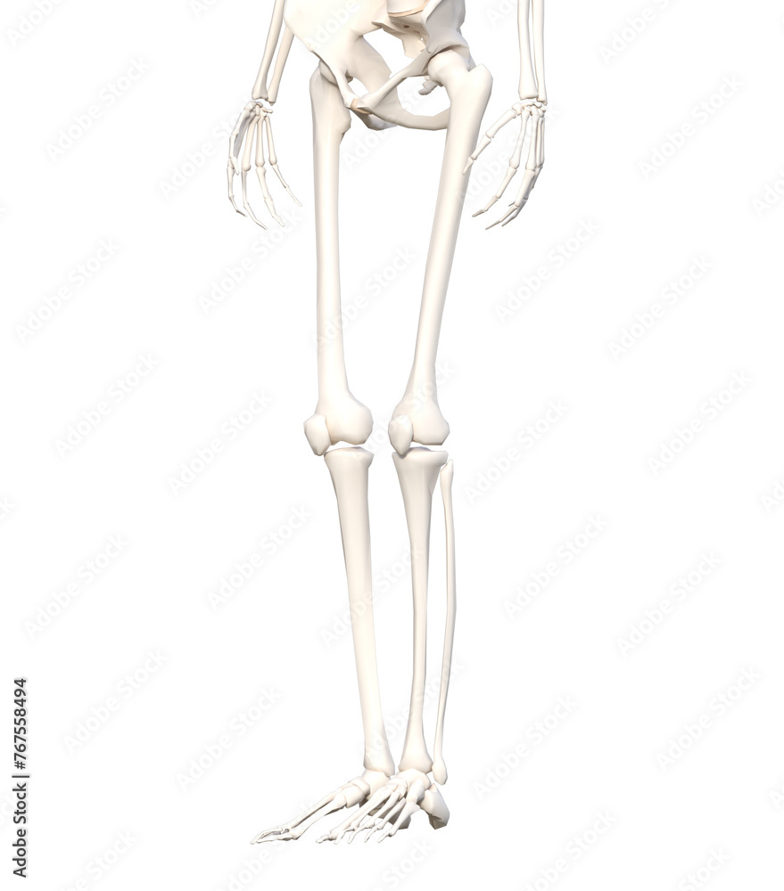 人体の骨格 斜め前向き下半身の骨の模型の3Dイラスト