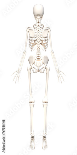 人体の骨格 つま先立ちの全身後ろ向きの骨の模型の3Dイラスト