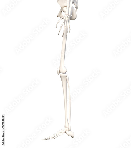 人体の骨格 横向き下半身の骨の模型の3Dイラスト