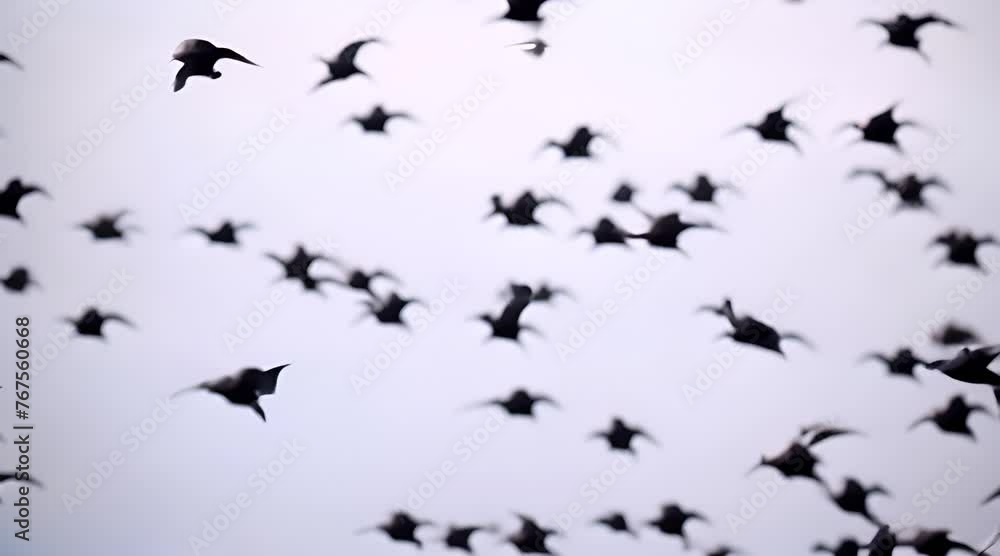 Arctic Tern Swarm: Low Flying Bird Silhouette Repeating Pattern Abstract
Arctic Tern Swarm: Low Flying Bird Silhouette Repeating Pattern Abstract