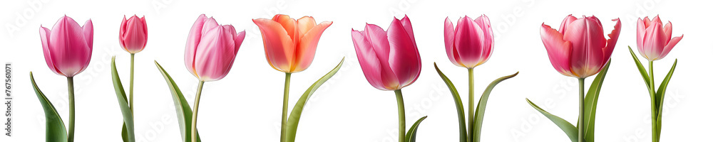 Tulip flower bundle png isolated background Tulip flower bundle png isolated background