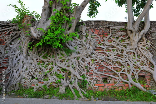 Red brick wall with banyan tree roots (Ficus retusa, Ficus microcarpa)