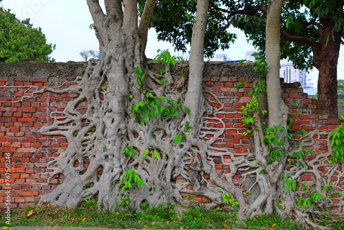 Red brick wall with banyan tree roots (Ficus retusa, Ficus microcarpa)