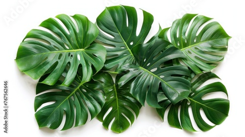 Monstera Plant Leaves - Tropical Evergreen Vine Isolated on White Background with Clipping Path