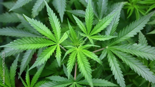 Green buds of marijuana on a white background - cannabis  weed  THC  CBD