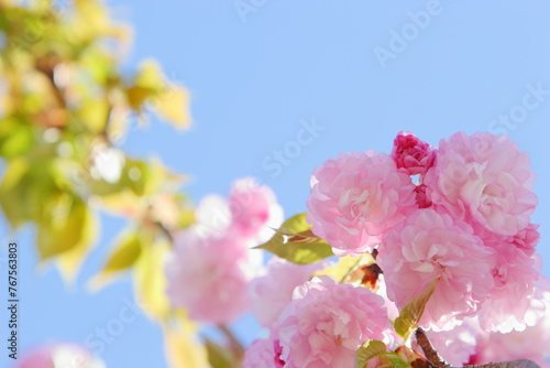 満開の八重桜（紅華）のクローズアップ　青空背景 photo