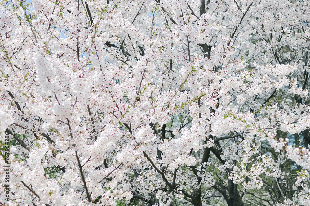 Outdoor shot filled with beautiful cherry blossoms in their soft white tones. Outdoor shot filled with beautiful cherry blossoms in their soft white tones.