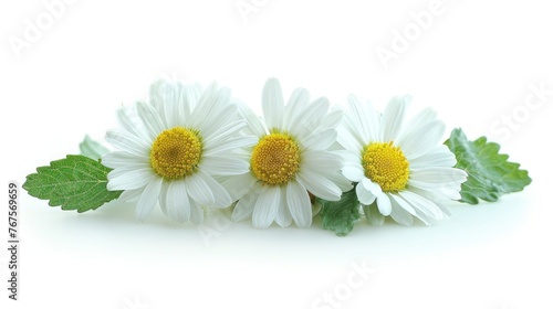 Charming Chamomiles with Green Leaf on White Background