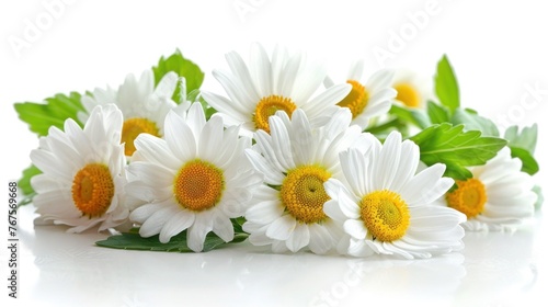 Charming Chamomiles with Green Leaf on White Background