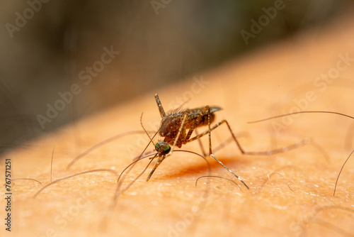 Wallpaper Mural Spider on leaf and ground in nature, close up with insect details, macro shot of black spider sucking blood, surrounded by green Torontodigital.ca
