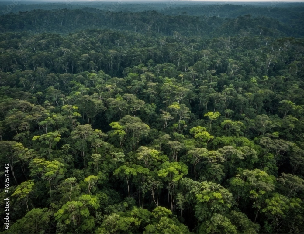 Fototapeta premium Aerial view of the lush Amazon rainforest, winding rivers, and serene lakes in Amazonas, Colombia