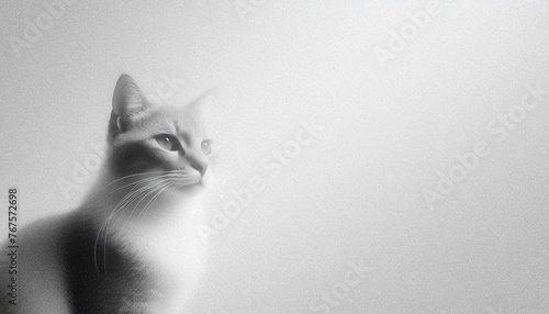 black and white cat portrait
