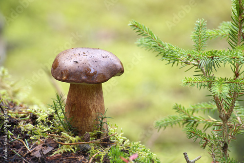Pinewood king bolete mushroom growing in the woods