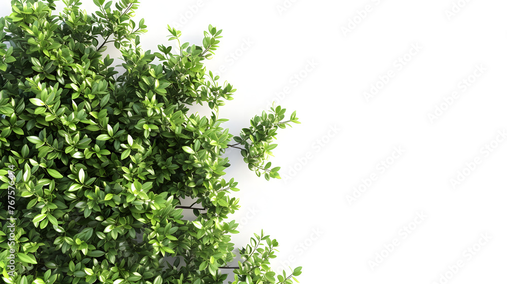 bushes on a white background with copy space, background with an empty area for text