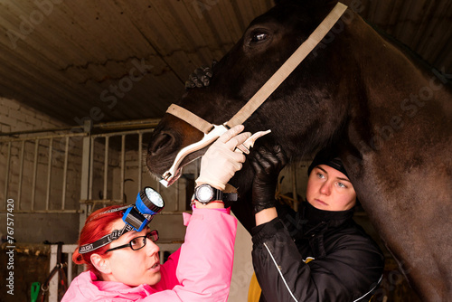 Vet inspecting horse's teeth with dental tool photo