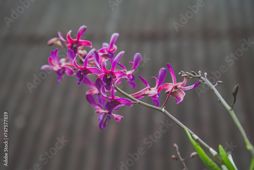 Close up view of a Purple Orchid Bloom