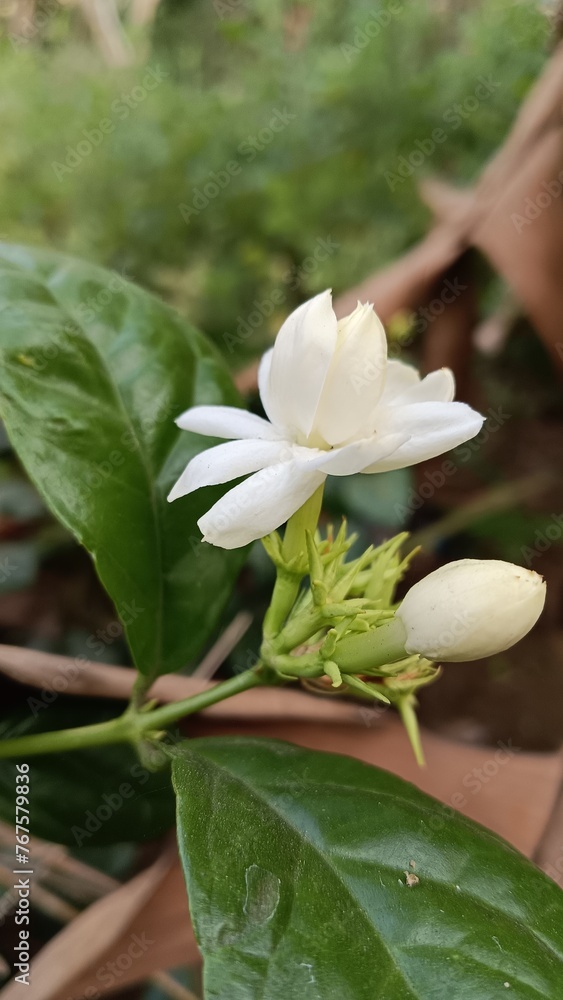 Fototapeta premium person holding a flower