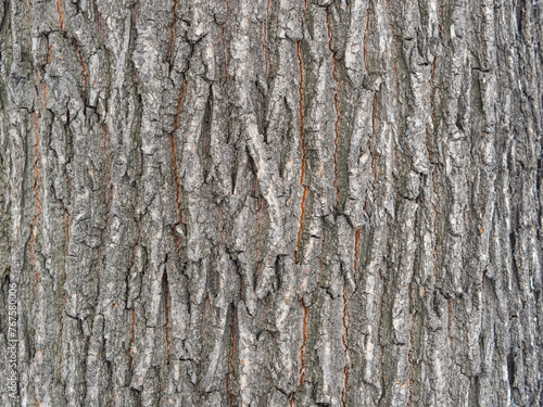 The texture of the bark of an old willow. Detailed bark texture. Natural background