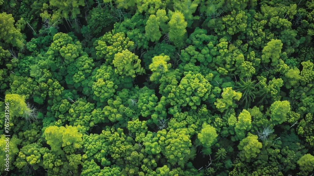 A birds eye view of a dense forest with a multitude of green trees.