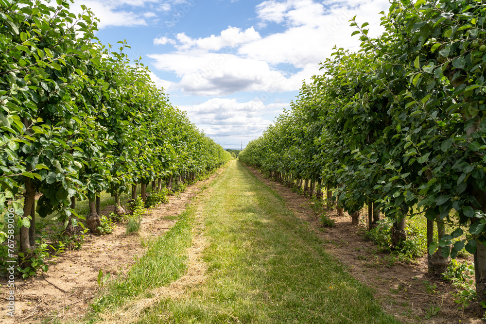 Naklejka premium Plantation with apple trees in spring