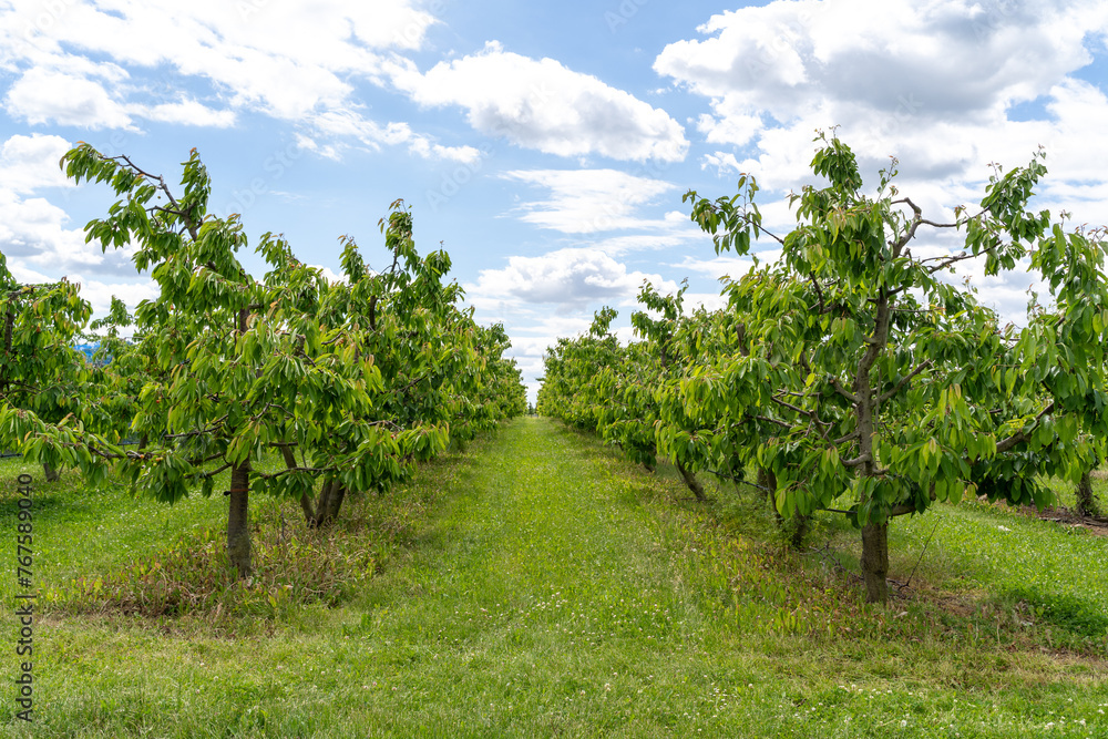 Orchard with cherry trees in spring Orchard with cherry trees in spring