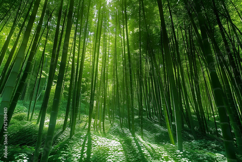 A dense bamboo forest with the sun casting shadows  creating a pattern of light and dark green throughout the scene
