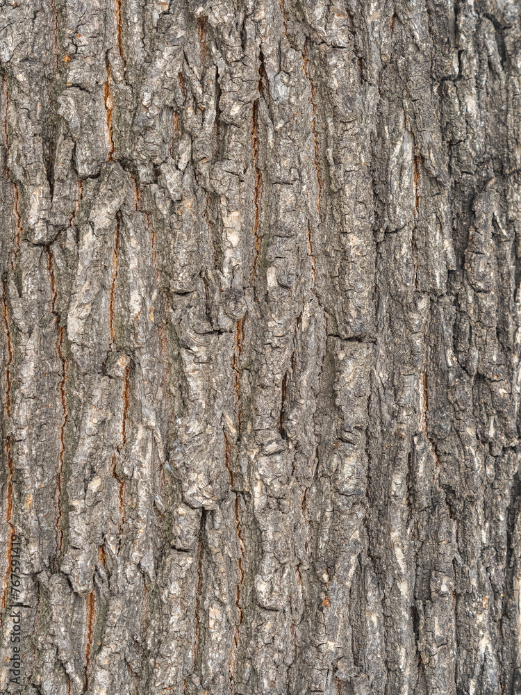 The texture of the bark of an old willow. Detailed bark texture. Natural background The texture of the bark of an old willow. Detailed bark texture. Natural background