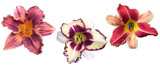   Set of 3 different Daylily (Hemerocallis) flowers isolated on transparent background 