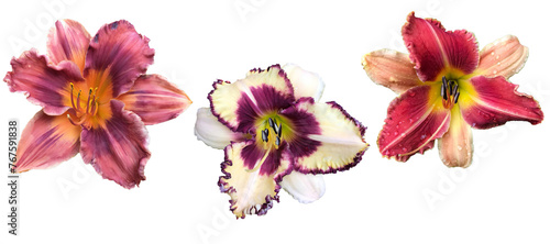   Set of 3 different Daylily  Hemerocallis  flowers isolated on transparent background 