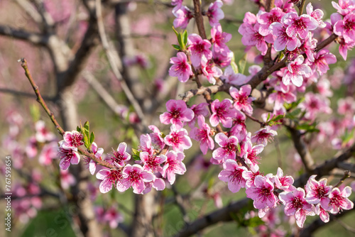Peach branch densely covered with bright pink flowers