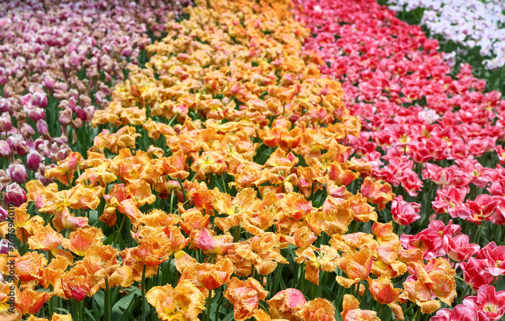 Scenic Keukenhof gardens with Tulip flower field in the Netherlands. Scenic Keukenhof gardens with Tulip flower field in the Netherlands.