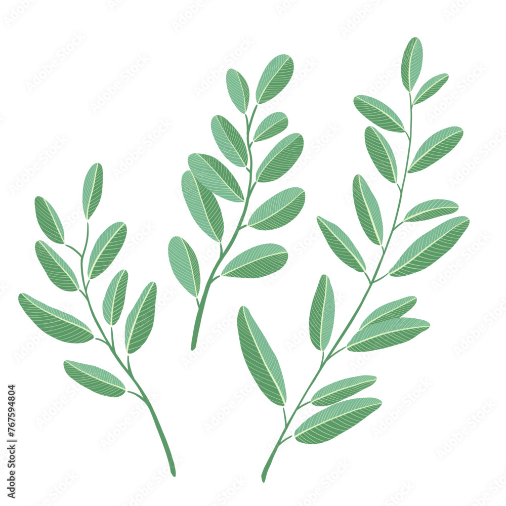 hand drawn Botanical leaves vector illustration. Green leaf branches collection.