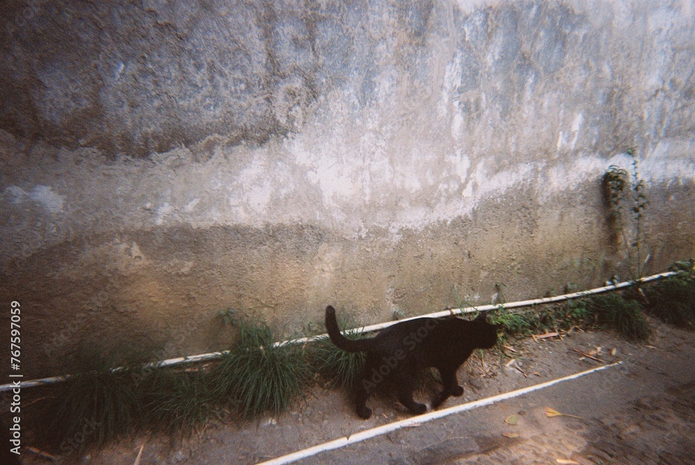 Fototapeta premium black cat