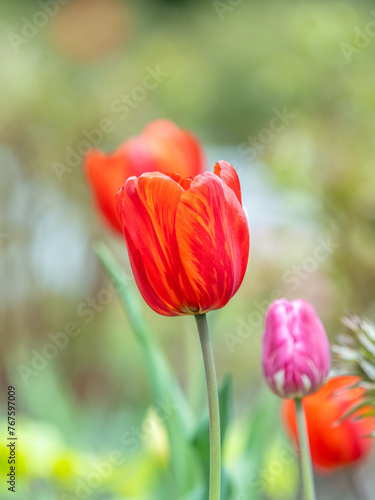 Colorful red tulips blossom in spring garden