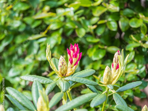 The bud of the red rhododendron flower has not yet bloomed