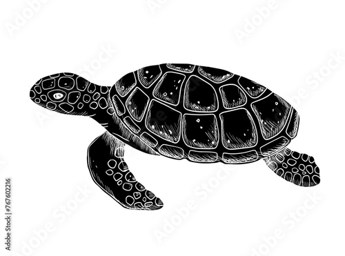 Vector swimming glyph sea turtle isolated on white background. Hand drawn monochrome illustration ocean or underwater animal
