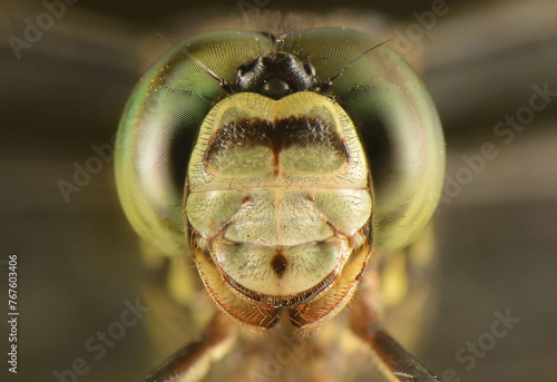 Extreme Dragonfly Eyes