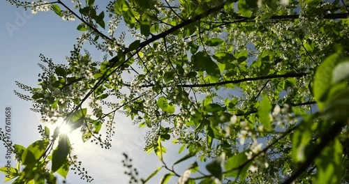 a flowering cherry tree in the spring season, a spring park with cherry trees with flowers and with the first green foliage in sunny weather