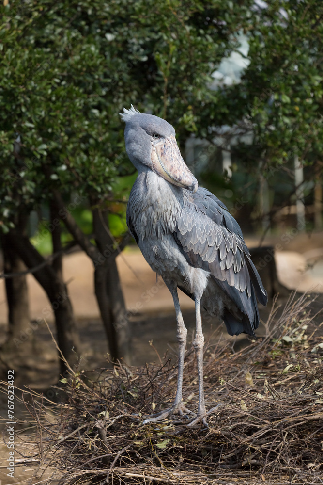 Fototapeta premium Shoebill stork standing and looking back. It is also known as the whalebill, a whale-headed stork.
